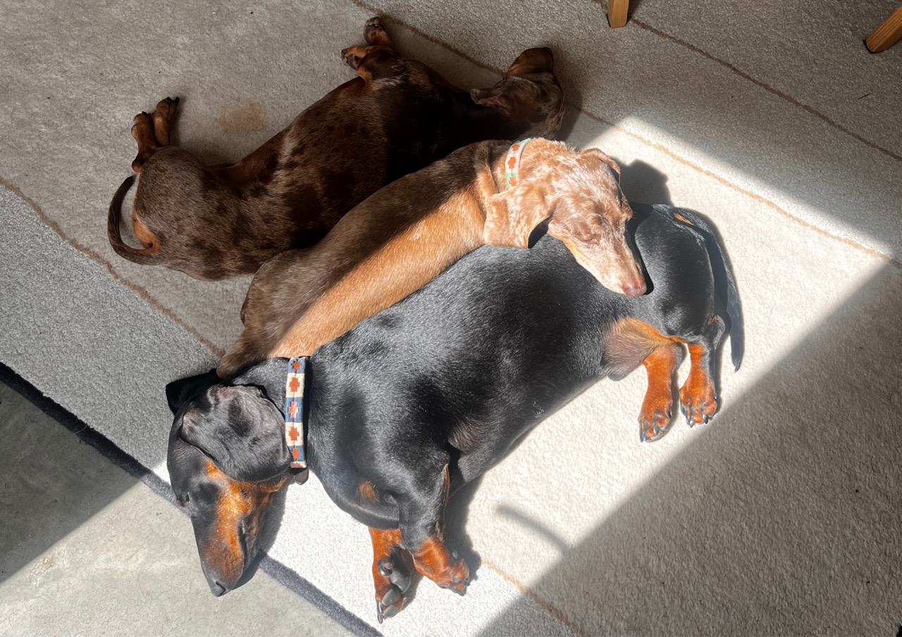 Two dachshunds lying asleep together in a patch of sunlight on a pale rug indoors, one black-and-tan and the other chocolate brown, beside wooden dining chairs.