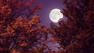 Autumn full moon and red leaves.