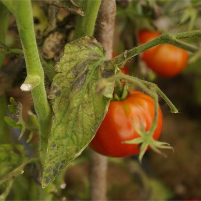 Tomato blight on tomato plant in garden