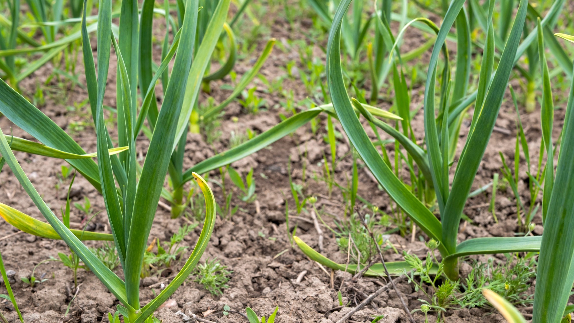 garlic plants growing in ground in late winter