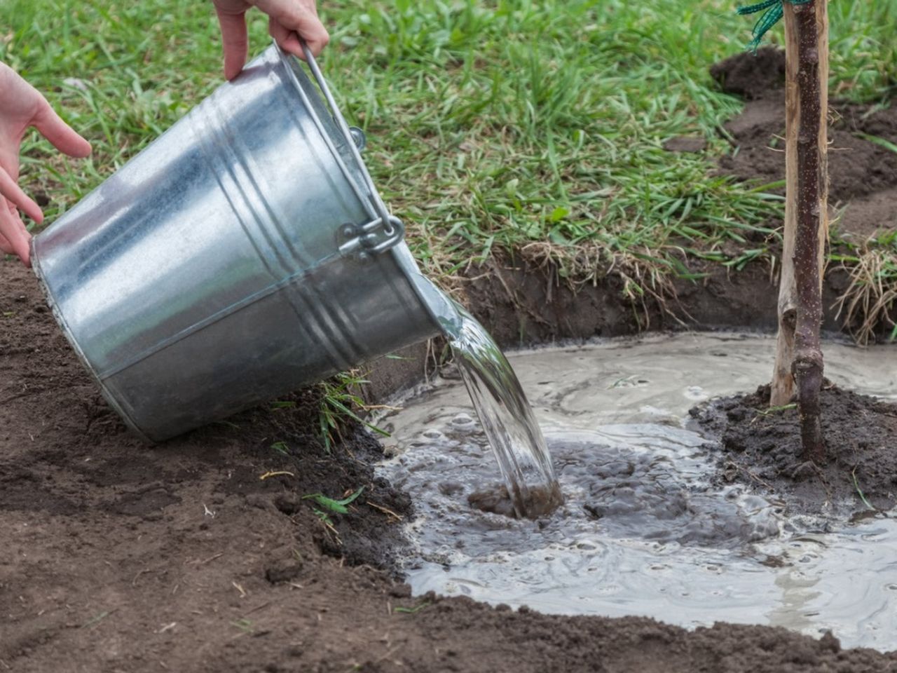 Deep Watering A Tree