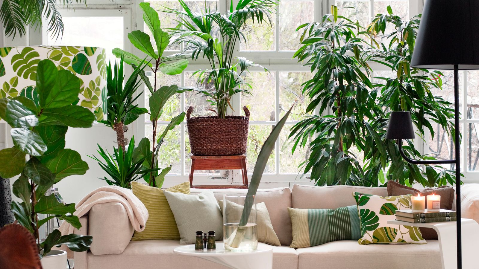 How to care for houseplants in winter to keep them healthy Homes & Gardens