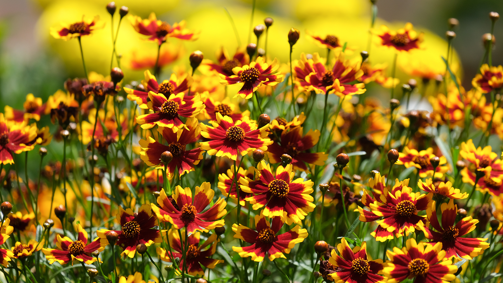 The Coreopsis flower in a garden