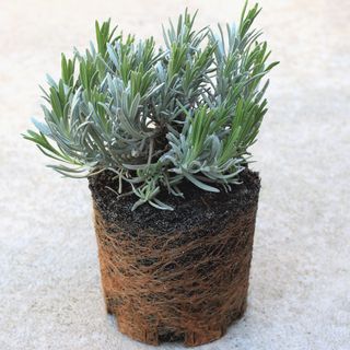root bound lavender plant