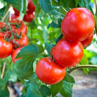 Close up of red tomatoes on vine
