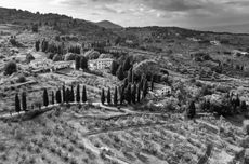 Capezzana Carmignano