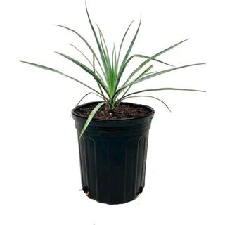 yucca plant on a white background