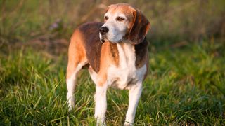 American Foxhound