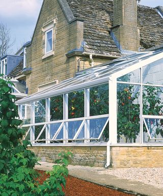 A greenhouse with tomato plants inside attached to a house