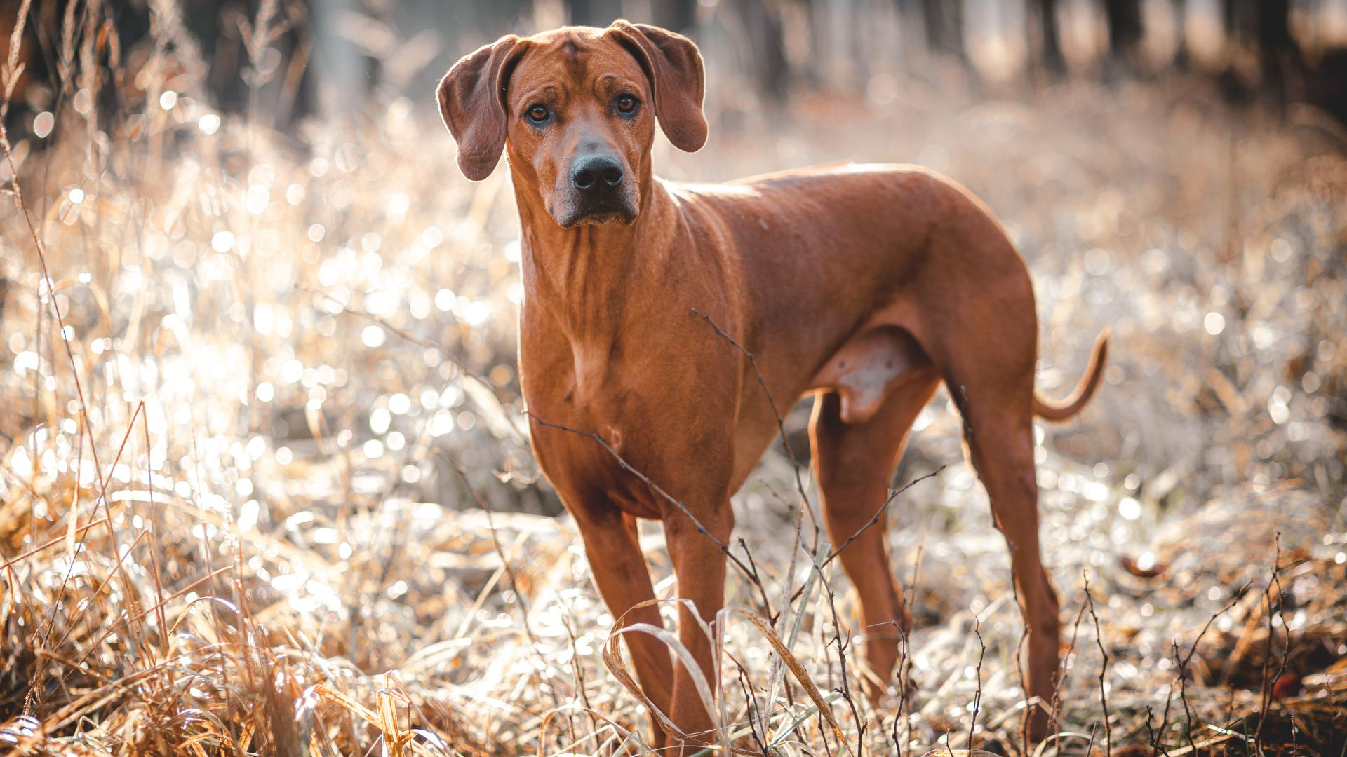 Rhodesian Ridgeback standing outside