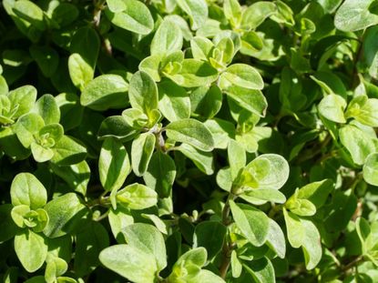 Oregano Plants