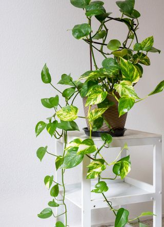 pothos plants on a stool table