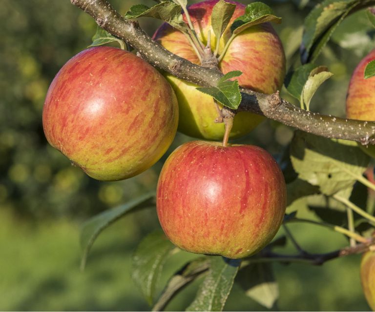 What are codling moths and what damage do they cause? | Homes and Gardens