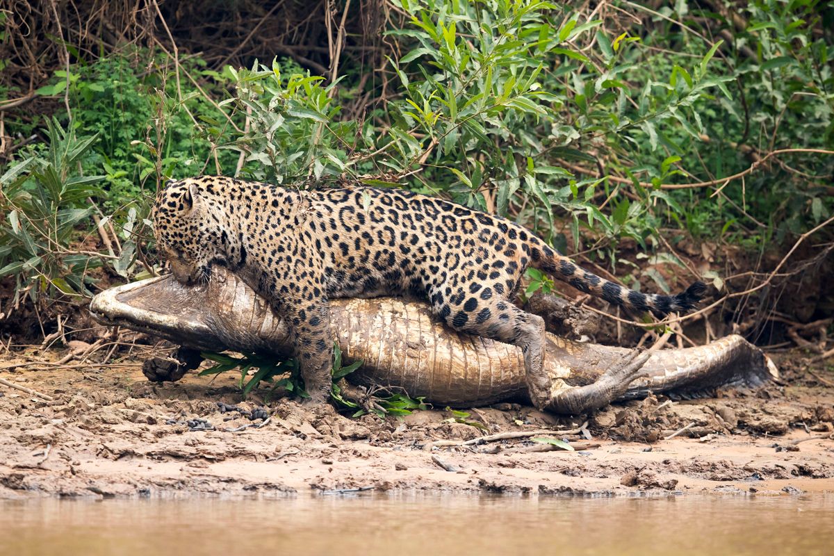 jaguar attacking prey