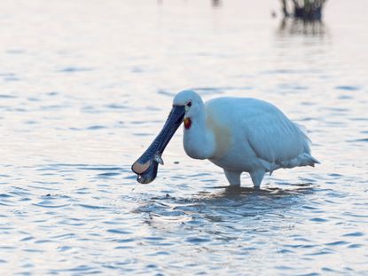 Eurasian Spoonbill (Platalea leucorodia) in Norfolk.