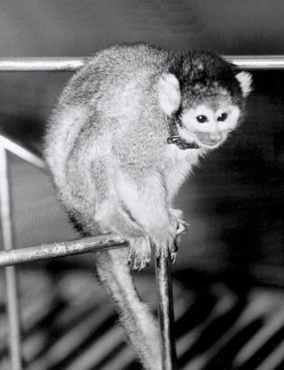 The squirrel monkey named Baker at U.S. Space and Rocket Center in Huntsville, Alabama