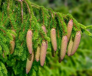 Norway spruce showing cones