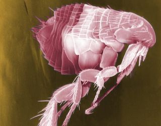 A scanning electron micrograph of a flea.
