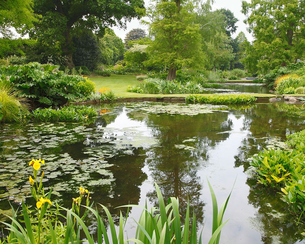 RHS Chelsea Flower Show 2020: The best plants for urban gardens | Homes ...