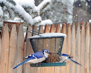 Close up photograph of two male blue jays getting seed from a snow covered bird feeder