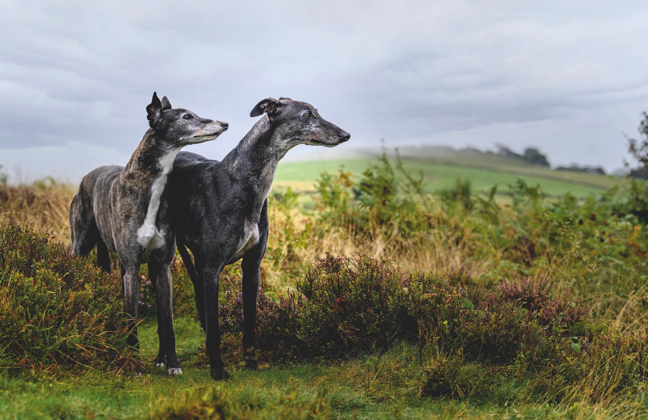 Two greyhounds stand side by side in a grassy field, both looking into the distance. One is brindle with a white chest, the other is black with grey around the face. Behind them are rolling green hills under a cloudy sky.