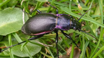 beneficial beetle: violet ground beetle