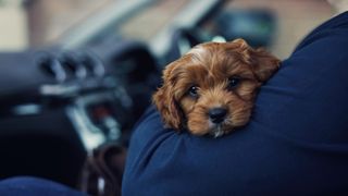 dog in a car