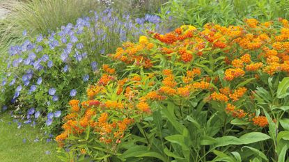 Butterfly flower - Asclepias tuberosa