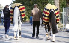 equine apprenticeships