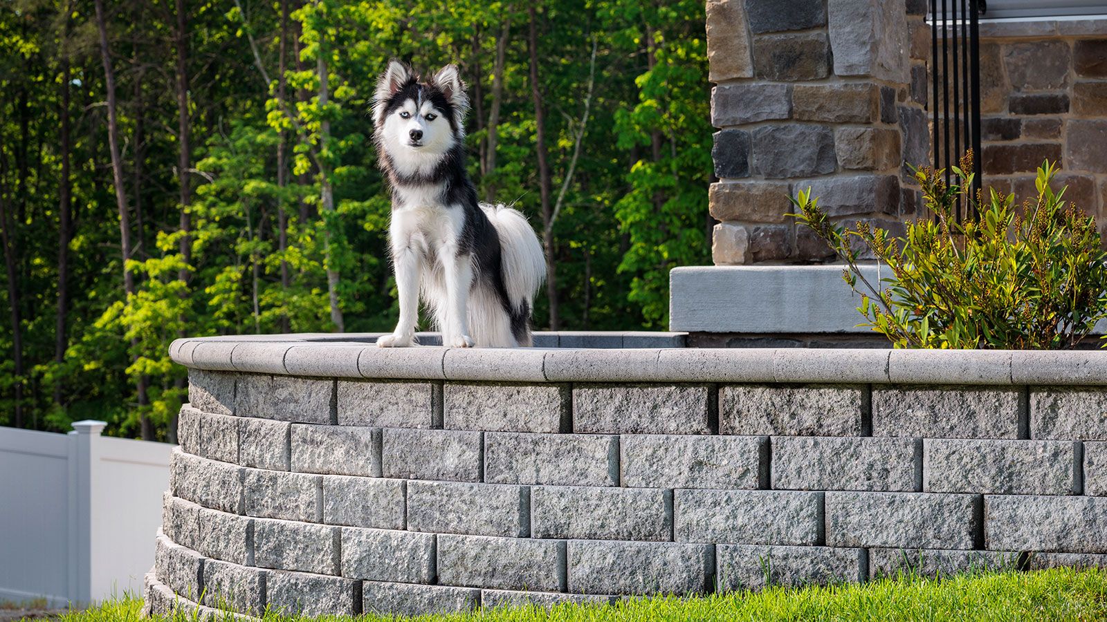 Dogfriendly backyard ideas 10 looks for a fun, safe space