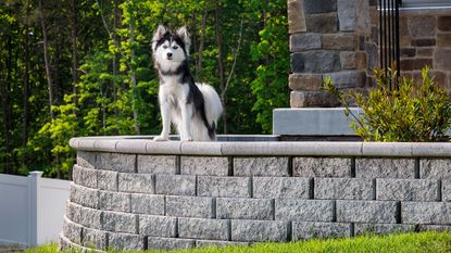 black and white dog on a low backyard wall and patio