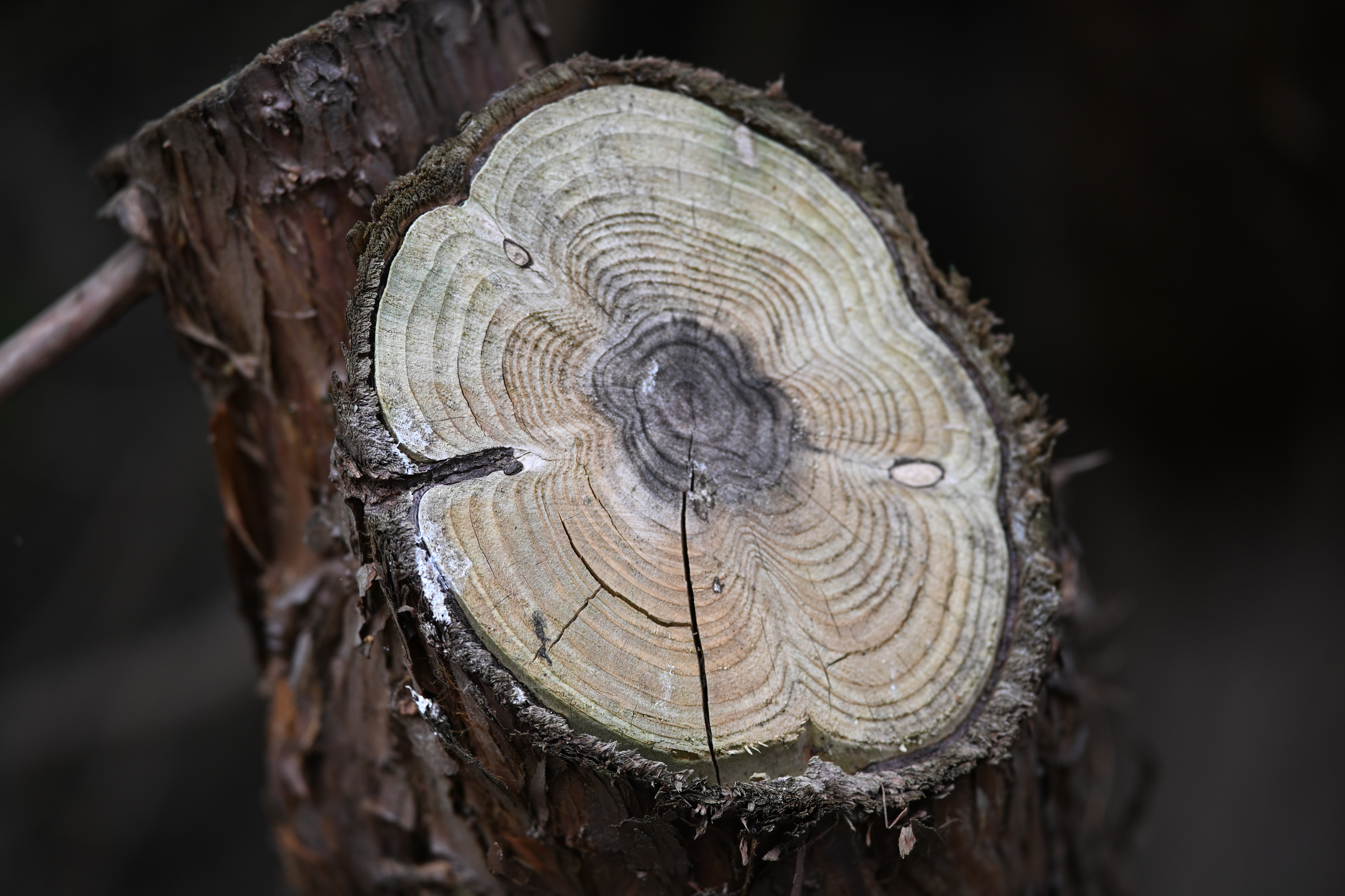 Viltrox AF 90mm f/2.2 Evo sample image