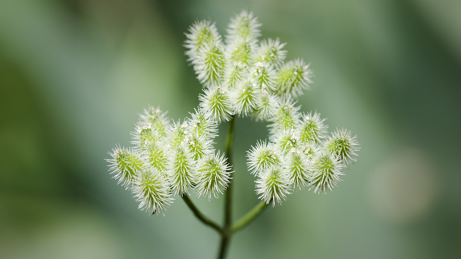 Close up of hedge parsley fruit – Torilis arvensis