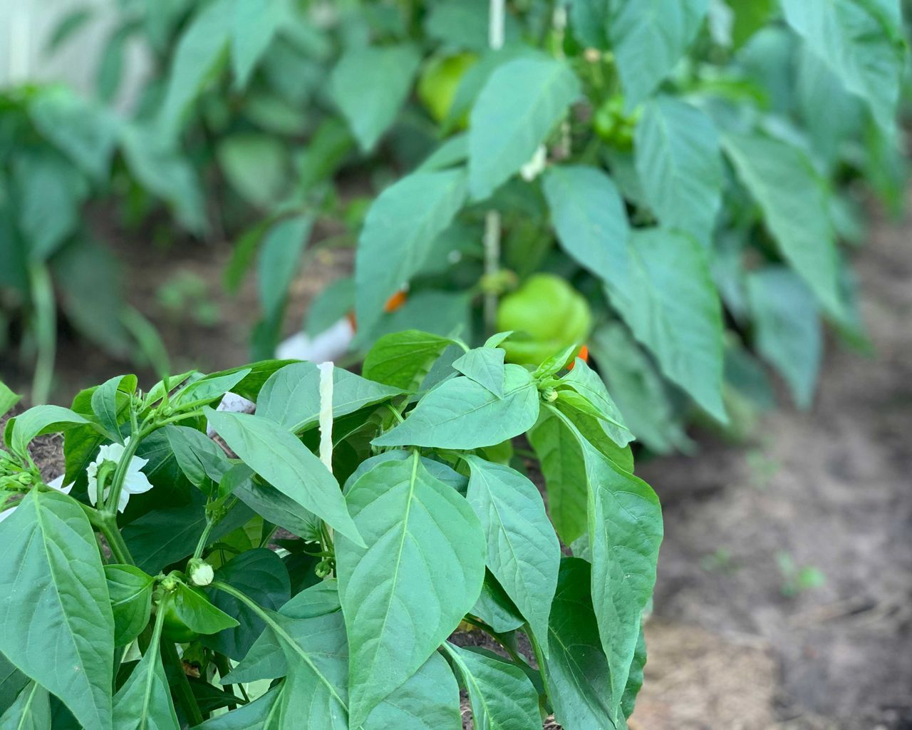 How to grow and care for bell peppers Homes & Gardens