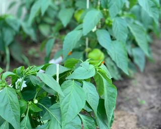 bell pepper plants growing in the ground