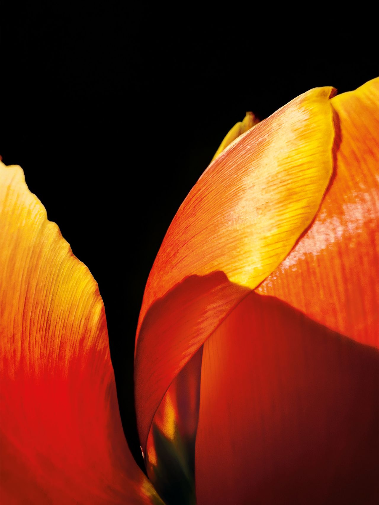 The Final Bloom iPhone 13 Pro Max