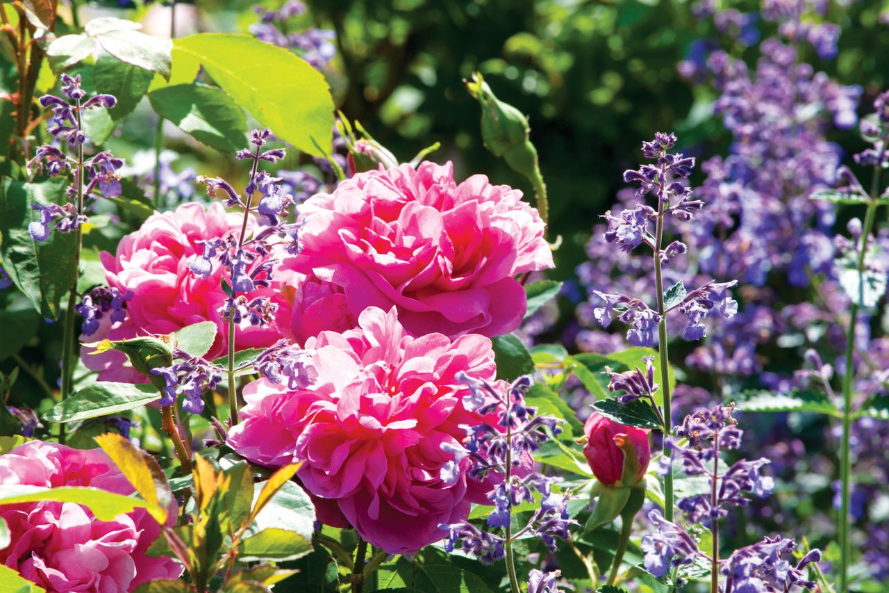 plants in a garden