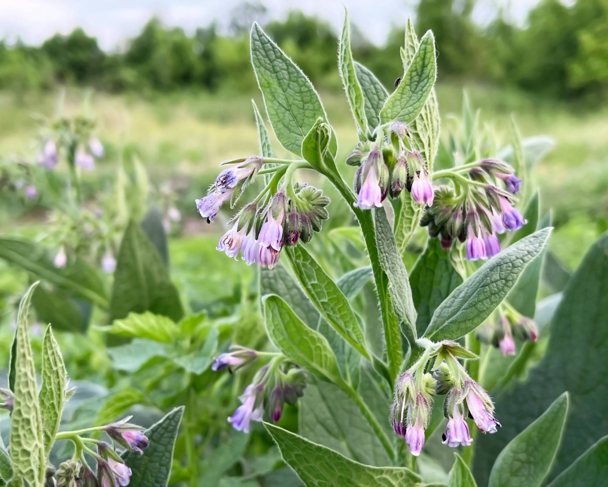 Comfrey herb flowering