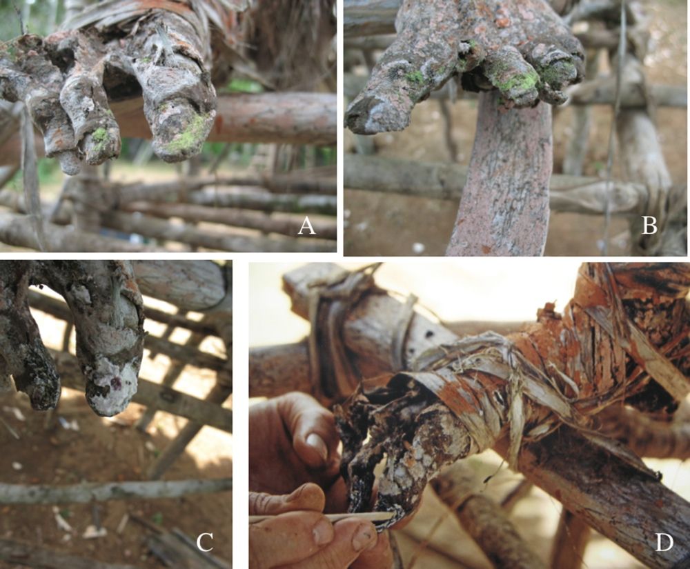 In Photos: The Smoked Mummies of Papua New Guinea | Live Science