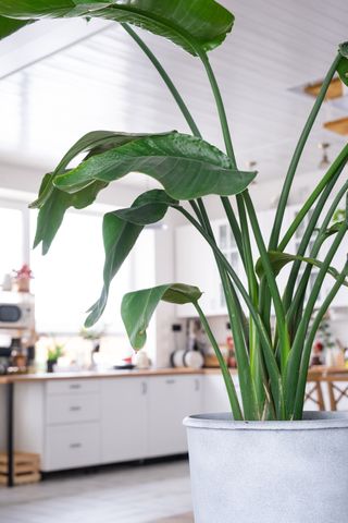 A bird of paradise plant in a living room