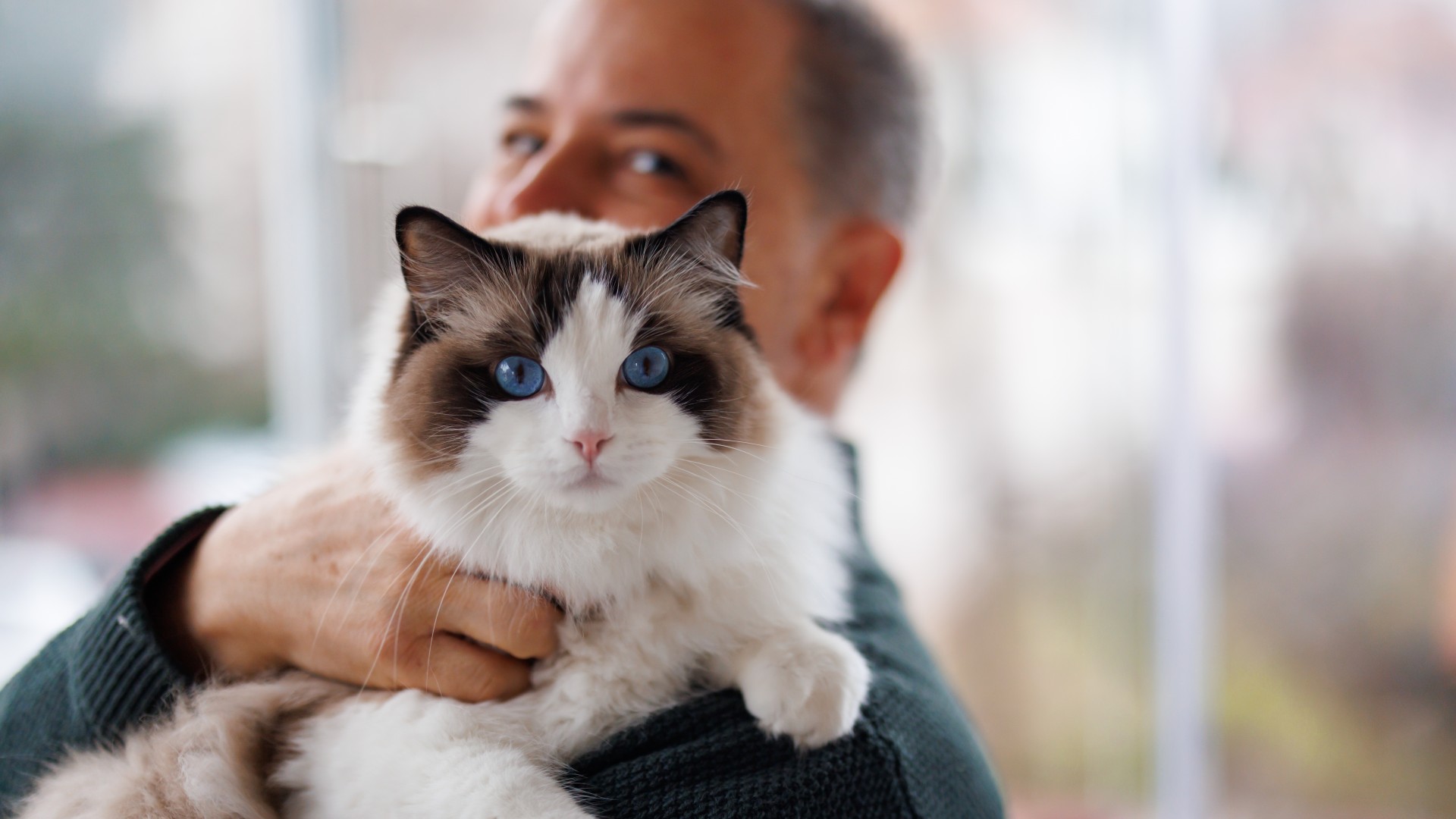 Man hugging Ragdoll cat