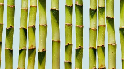 Bamboo Water Nutrient