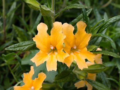 Orange Monkey Flowers