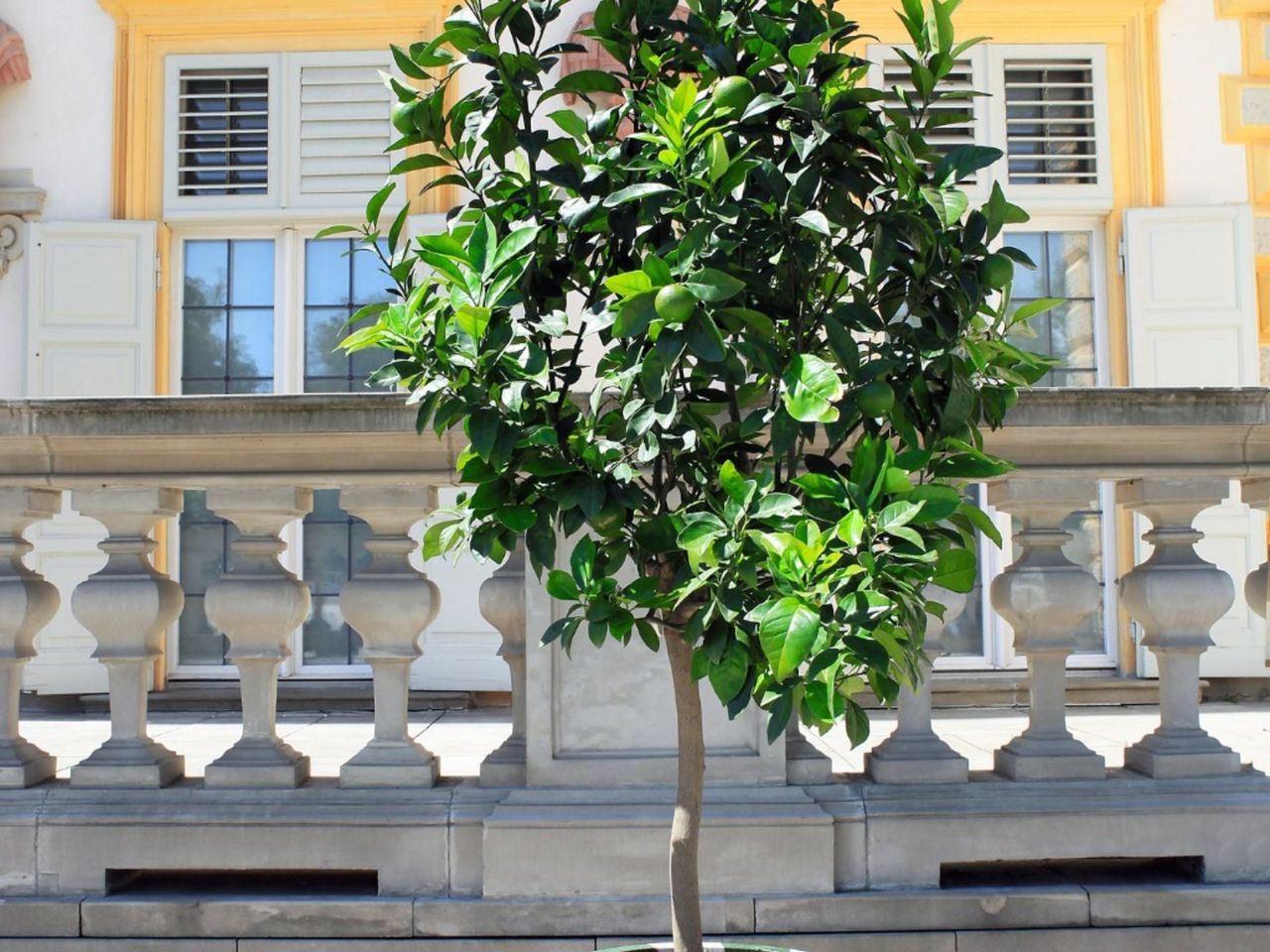 Lime Tree Infront Of A House