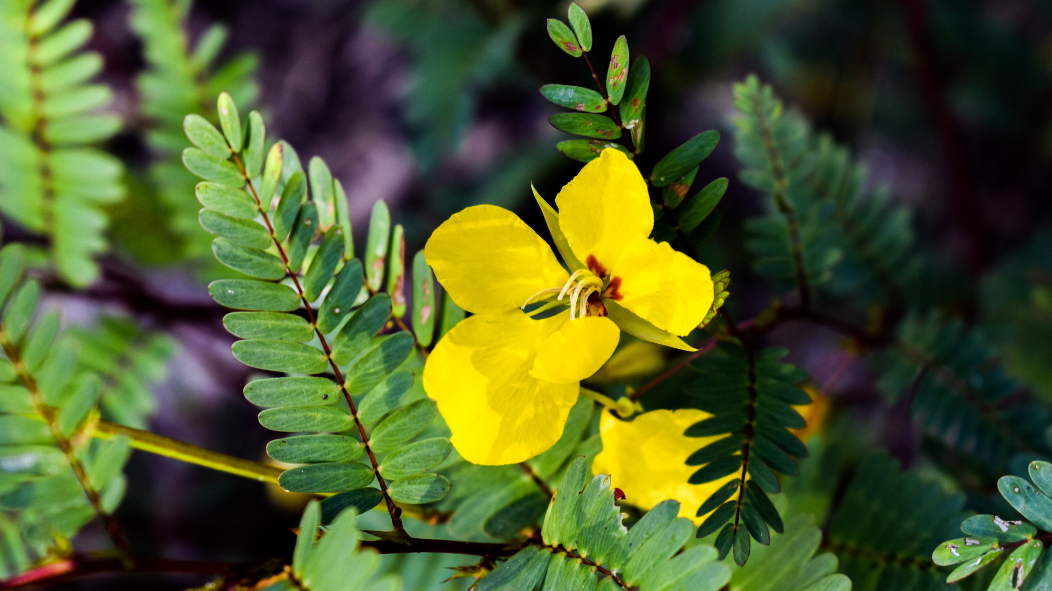 Partridge pea flower in a garden