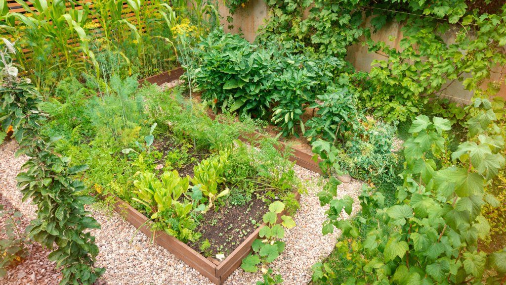 raised garden beds