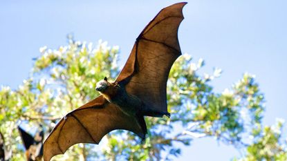 A large bat flying during the day time, with a green tree behind it 