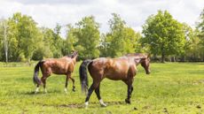 Horses in a field but 24/7 turnout is not the only option