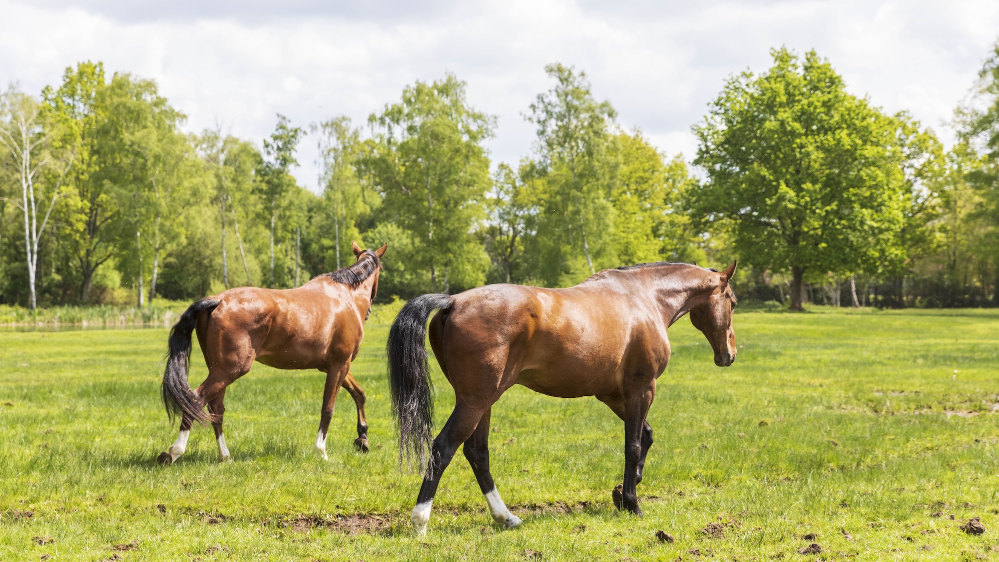 Horses in a field but 24/7 turnout is not the only option
