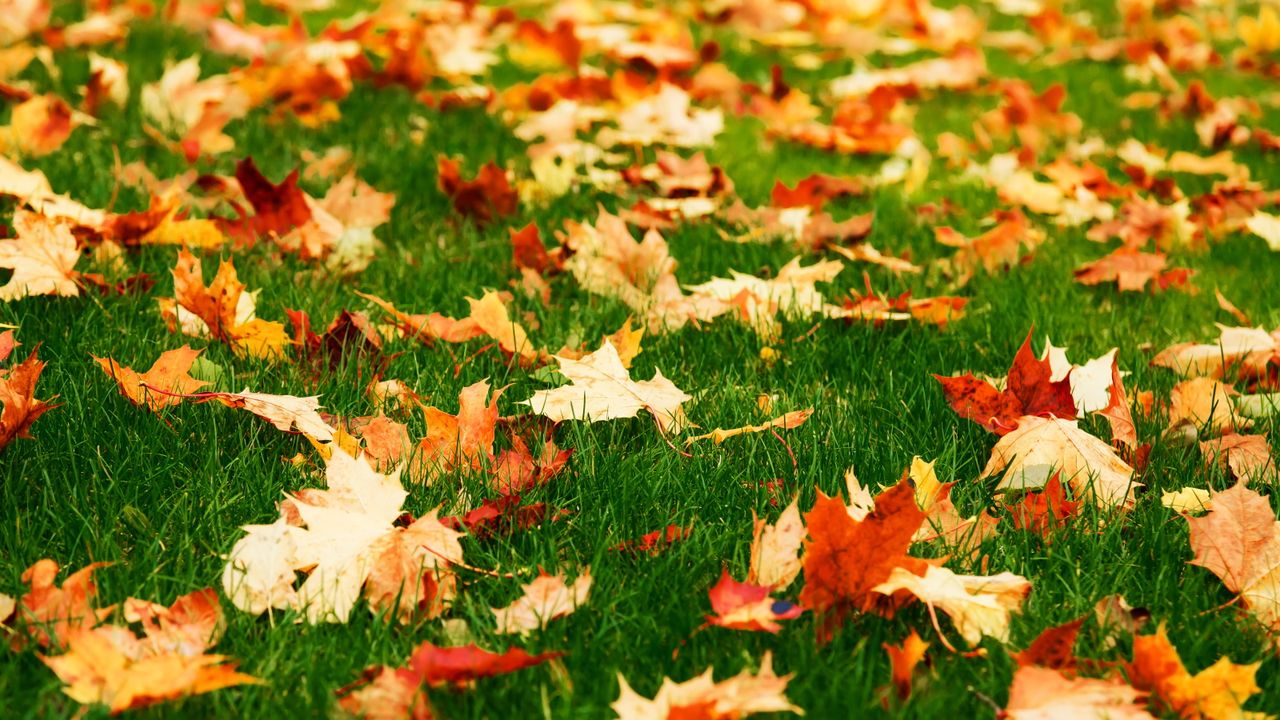 Fall lawn care